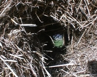 video still