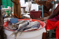 146_camerun-7-web-jpg.jpg
